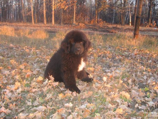 Фото: ньюфаундленд Al'tair Dak Star (Альтаир Дак Стар)