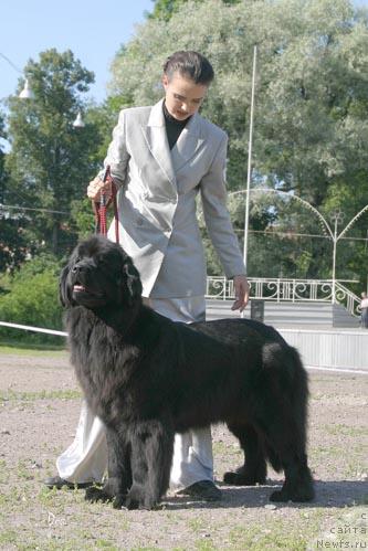 Фото: ньюфаундленд Chelesta   iz Medvejyego Yara (Челеста из Медвежьего Яра)