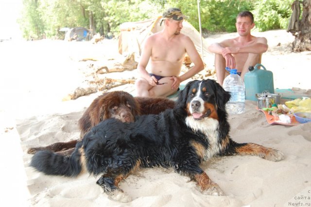 Фото: Хунд Кьяра, ньюфаундленд Zvezdnaya Toskana Lesnaya Raskrasavica (Звездная Тоскана Лесная Раскрасавица), Слава, Андрей