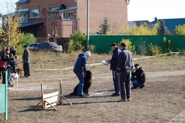 Фото: ньюфаундленд Lesnaya Skazka Raskrasavica (Лесная Сказка Раскрасавица)