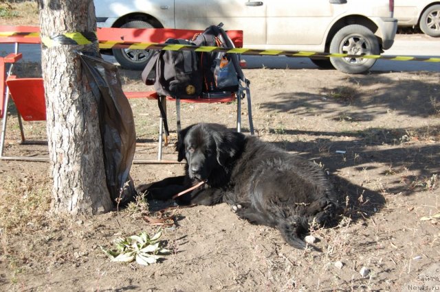 Фото: ньюфаундленд Lesnaya Skazka Raskrasavica (Лесная Сказка Раскрасавица)