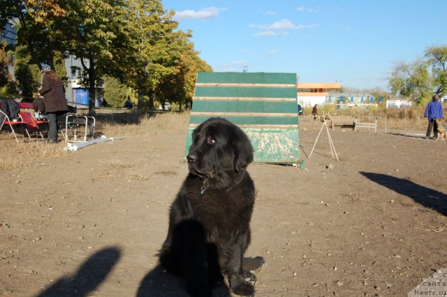 Фото: ньюфаундленд Lesnaya Skazka Raskrasavica (Лесная Сказка Раскрасавица)