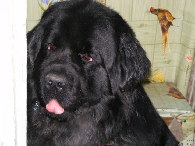 Фото: ньюфаундленд Plyushevaya Panda Mister Iks (Плюшевая Панда Мистер Икс)