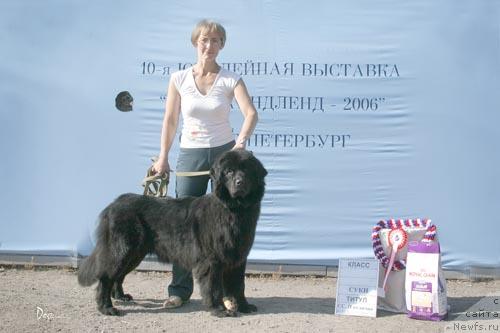 Фото: ньюфаундленд Oliviya Gloris Kid (Оливия Глорис Кид)