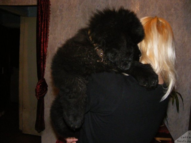 Фото: ньюфаундленд Ih Vyisochestvo Vilbart Miryey (Их Высочество Вилбарт Мирэй)