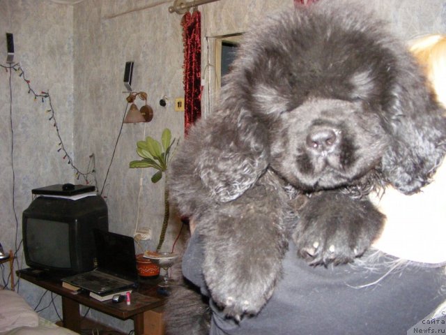 Фото: ньюфаундленд Ih Vyisochestvo Vilbart Miryey (Их Высочество Вилбарт Мирэй)