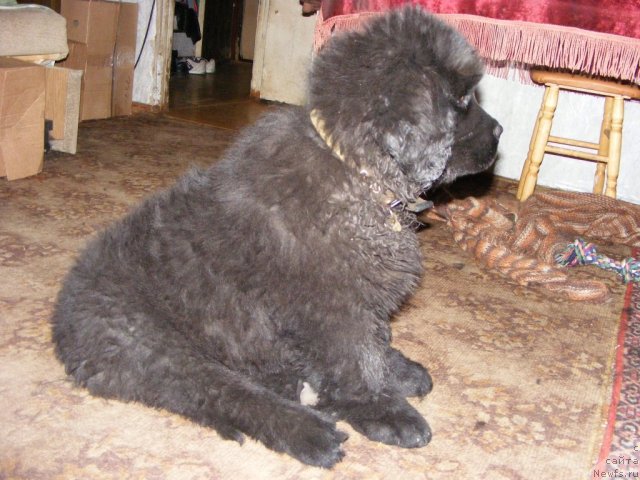 Фото: ньюфаундленд Ih Vyisochestvo Vilbart Miryey (Их Высочество Вилбарт Мирэй)