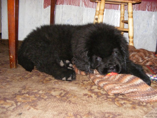 Фото: ньюфаундленд Ih Vyisochestvo Vilbart Miryey (Их Высочество Вилбарт Мирэй)
