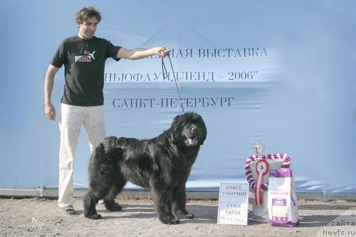 Фото: ньюфаундленд Donna Karen оt Sibirskogo Medvedja (Донна Карен от Сибирского Медведя)