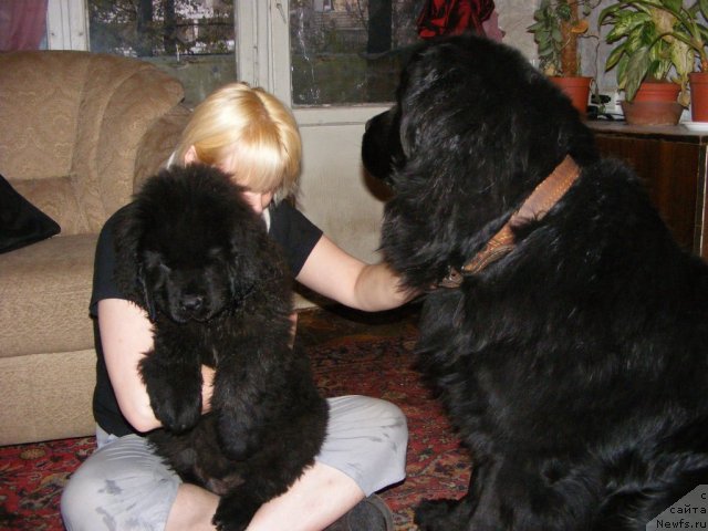 Фото: ньюфаундленд Ih Vyisochestvo Vilbart Miryey (Их Высочество Вилбарт Мирэй)