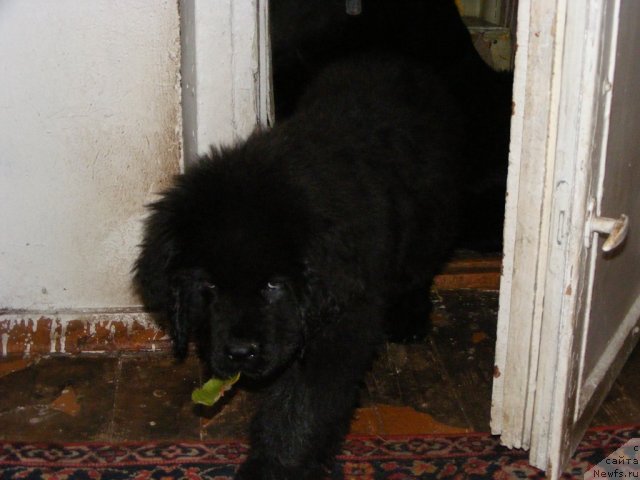 Фото: ньюфаундленд Ih Vyisochestvo Vilbart Miryey (Их Высочество Вилбарт Мирэй)