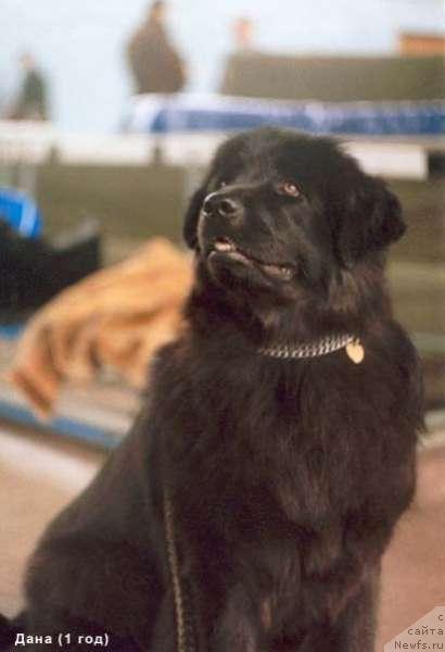 Фото: ньюфаундленд Dana (Дана)