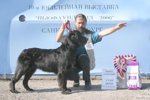 Фото: ньюфаундленд Sent Djons Djudi (Сент Джонс Джуди)