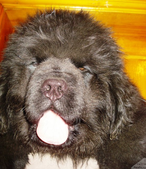 Фото: ньюфаундленд Ih Vyisochestvo Viktoriya Fo Byest (Их Высочество Виктория Фо Бэст)