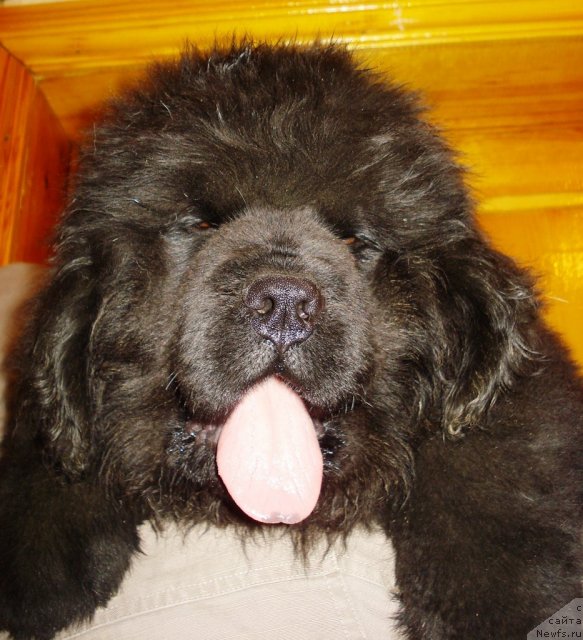 Фото: ньюфаундленд Ih Vyisochestvo Viktoriya Fo Byest (Их Высочество Виктория Фо Бэст)