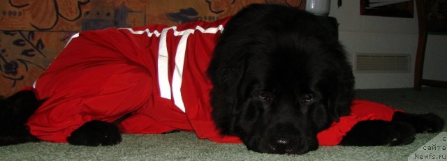 Фото: ньюфаундленд Zagadka Dominika Kara Deniz (Загадка Доминика Кара Дениз)