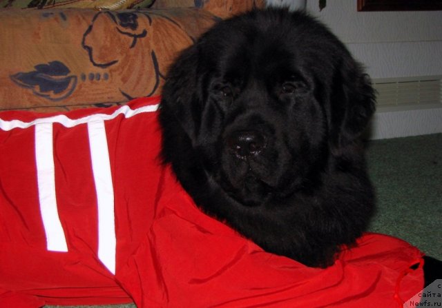 Фото: ньюфаундленд Zagadka Dominika Kara Deniz (Загадка Доминика Кара Дениз)