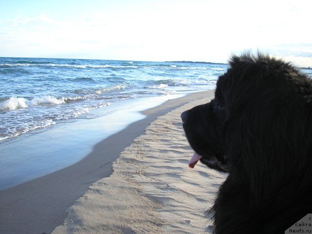 Фото: ньюфаундленд Rossyip' Almaznaya Argotta Ayu (Россыпь Алмазная Арготта Аю)