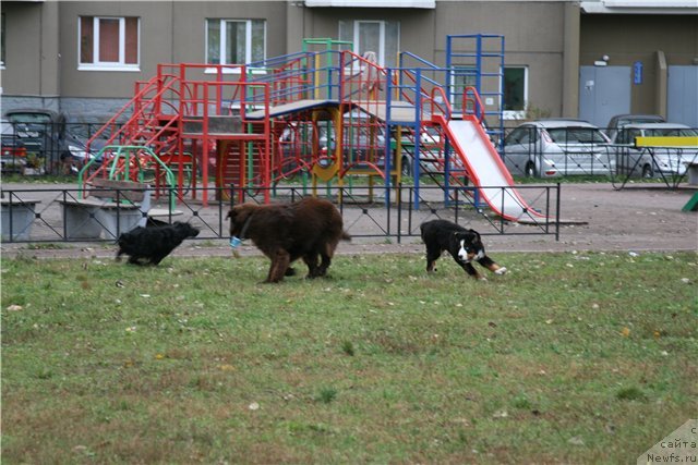 Фото: незнакомый спаниэль ньюф Ураша берн Эдичка