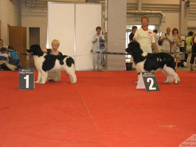 Фото: ньюфаундленд Mag Ispolin Infanta (Маг Исполин Инфанта), ньюфаундленд Mag Ispolin Imperator (Маг Исполин Император)