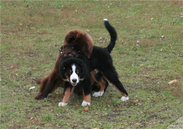 Фотография № 52020