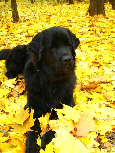 Фото: ньюфаундленд Plyushevaya Panda Plenitel'naya Dalida (Плюшевая Панда Пленительная Далида)