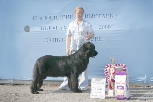 Фото: ньюфаундленд Sent Djons Dora (Сент Джонс Дора)