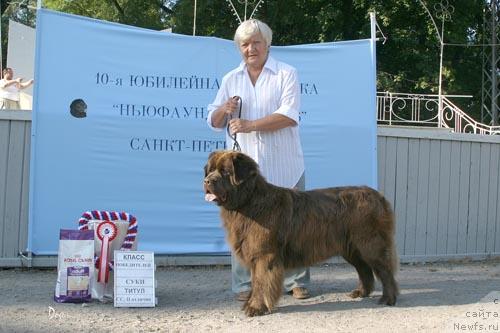 Фото: ньюфаундленд Smigar YAntarnaya Skazka (Смигар Янтарная Сказка)