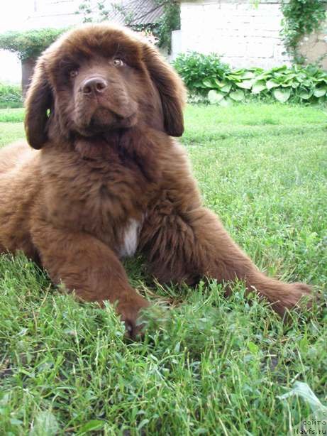 Фото: ньюфаундленд Newettas Zauran