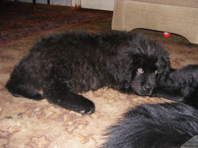 Фото: ньюфаундленд Ih Vyisochestvo Vilbart Miryey (Их Высочество Вилбарт Мирэй)