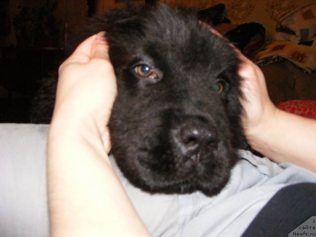 Фото: ньюфаундленд Ih Vyisochestvo Vilbart Miryey (Их Высочество Вилбарт Мирэй)