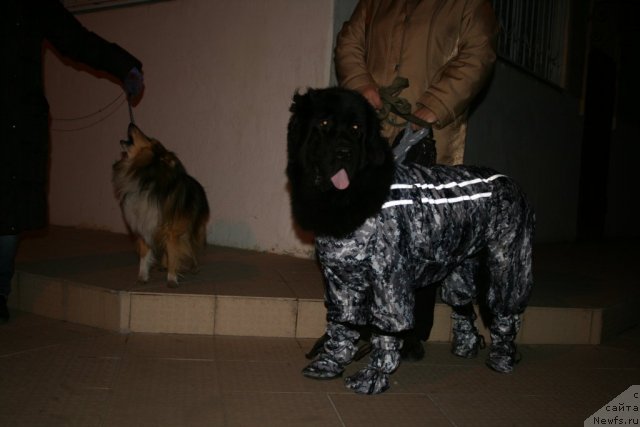 Фото: ньюфаундленд Blyek Diamond Agidel' ot Potapa Styessi (Блэк Диамонд Агидель от Потапа Стэсси)