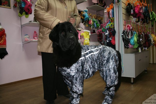 Фото: ньюфаундленд Blyek Diamond Agidel' ot Potapa Styessi (Блэк Диамонд Агидель от Потапа Стэсси)