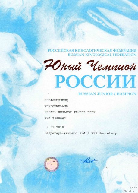 Фото: ньюфаундленд Cesar' Nel'son Tayger Blek (Цесарь Нельсон Тайгер Блек)