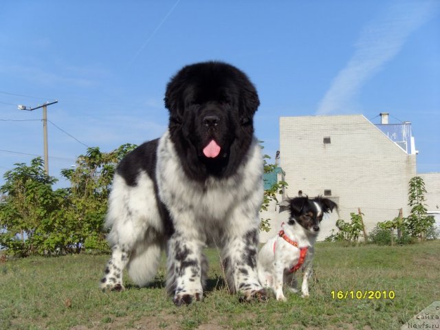 Фото: ньюфаундленд Plyushevaya Panda Stil'-Sankt-Peterburga (Плюшевая Панда Стиль-Санкт-Петербурга)