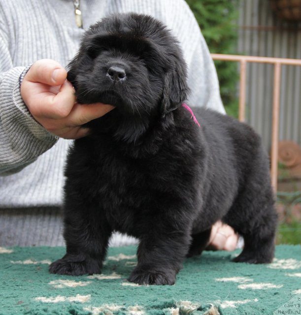 Фото: ньюфаундленд Smolka s Berega Dona (Смолка с Берега Дона)
