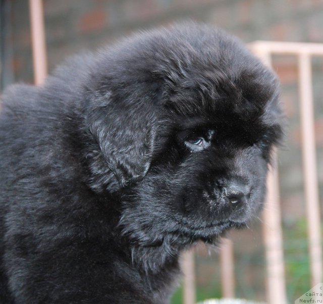 Фото: ньюфаундленд Smolka s Berega Dona (Смолка с Берега Дона)