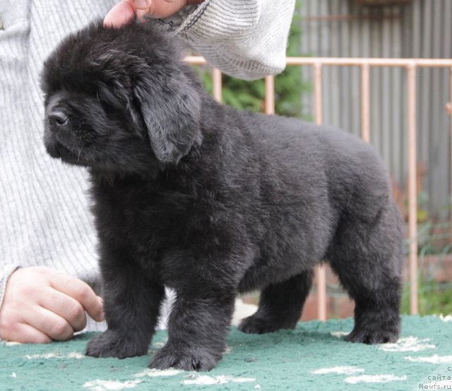 Фото: ньюфаундленд Sentyabrina s Berega Dona (Сентябрина с Берега Дона)