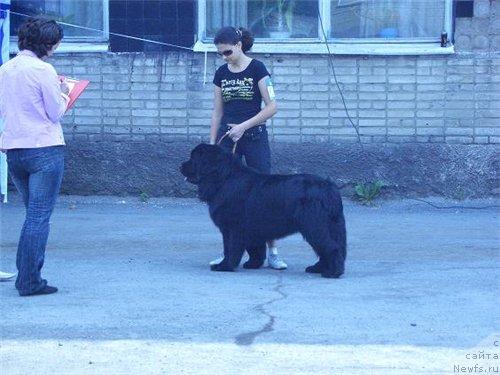 Фото: ньюфаундленд YAhont iz Medvej'ego YAra (Яхонт из Медвежьего Яра)