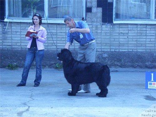 Фото: ньюфаундленд Chansi  iz  Medvejyego Yara (Чанси из Медвежьего Яра)