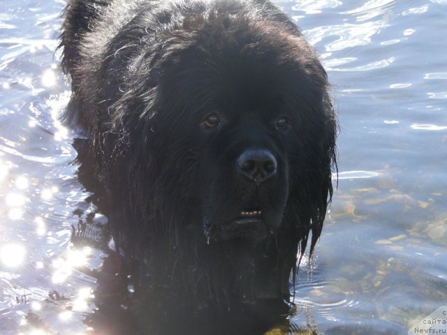 Фото: ньюфаундленд Super Premium Vashington (Супер Премиум Вашингтон), Elena Tischenko (Елена Тищенко)