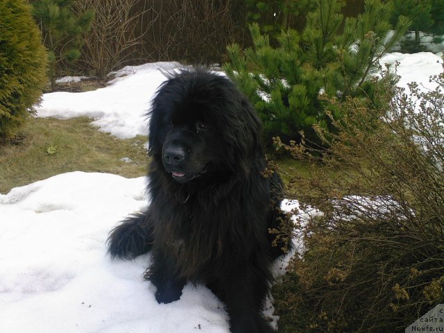 Фото: ньюфаундленд Severtan Unga (Севертан Унга)