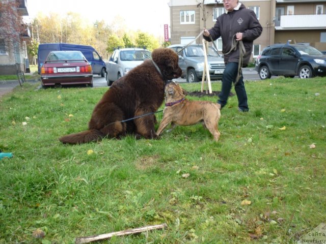 Фото: ньюфаундленд Fann'yuf Ura YA s Vami (Фанньюф Ура Я с Вами), англ.бульдог Стёпа