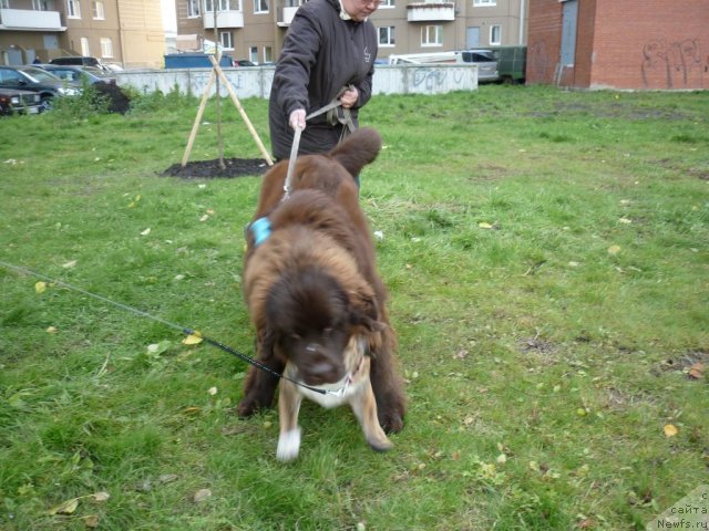 Фотография № 52169