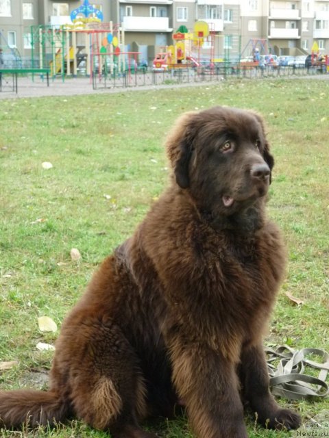Фото: ньюфаундленд Fann'yuf Ura YA s Vami (Фанньюф Ура Я с Вами)