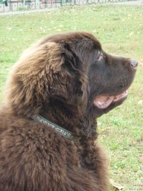 Фото: ньюфаундленд Fann'yuf Ura YA s Vami (Фанньюф Ура Я с Вами)