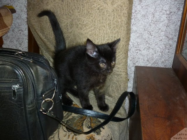 Фотография № 52189