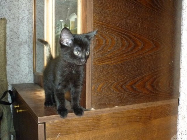 Фотография № 52191