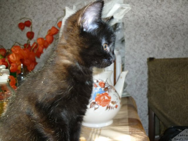 Фотография № 52193