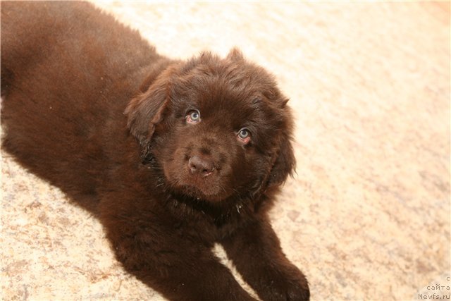 Фотография № 52196